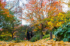 日比谷公園の紅葉,日比谷公園,千代田区,日比谷,公園,紅葉,落ち葉,秋,もみじ,モミジ,いちょう,イチョウ,銀杏,japan,autumn,都立公園,霞が関,有楽町,紅葉狩り,季語