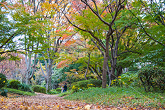 日比谷公園の紅葉,日比谷公園,千代田区,日比谷,公園,紅葉,落ち葉,秋,もみじ,モミジ,いちょう,イチョウ,銀杏,japan,autumn,都立公園,霞が関,有楽町,紅葉狩り,季語