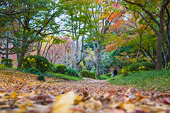 日比谷公園の紅葉,日比谷公園,千代田区,日比谷,公園,紅葉,落ち葉,秋,もみじ,モミジ,いちょう,イチョウ,銀杏,japan,autumn,都立公園,霞が関,有楽町,紅葉狩り,季語