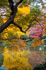 日比谷公園の紅葉,日比谷公園,千代田区,日比谷,公園,紅葉,落ち葉,秋,もみじ,モミジ,いちょう,イチョウ,銀杏,japan,autumn,都立公園,霞が関,有楽町,池,紅葉狩り,季語