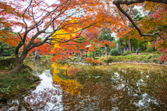 日比谷公園の紅葉,日比谷公園,千代田区,日比谷,公園,紅葉,落ち葉,秋,もみじ,モミジ,いちょう,イチョウ,銀杏,japan,autumn,都立公園,霞が関,有楽町,池,紅葉狩り,季語