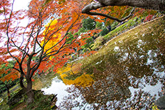 日比谷公園の紅葉,日比谷公園,千代田区,日比谷,公園,紅葉,落ち葉,秋,もみじ,モミジ,いちょう,イチョウ,銀杏,japan,autumn,都立公園,霞が関,有楽町,池,紅葉狩り,季語