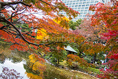 日比谷公園の紅葉,日比谷公園,千代田区,日比谷,公園,紅葉,落ち葉,秋,もみじ,モミジ,いちょう,イチョウ,銀杏,japan,autumn,都立公園,霞が関,有楽町,池,紅葉狩り,季語