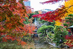 日比谷公園の紅葉,日比谷公園,千代田区,日比谷,公園,紅葉,落ち葉,秋,もみじ,モミジ,いちょう,イチョウ,銀杏,japan,autumn,都立公園,霞が関,有楽町,池,噴水,紅葉狩り,季語