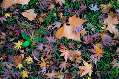 落ち葉,落葉,枯れ葉,枯葉,葉っぱ,葉,はっぱ,枯れる,自然,植物,秋,紅葉,モミジ,もみじ,かえで,楓