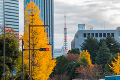 永田町の紅葉,紅葉,秋,銀杏,イチョウ,いちょう,並木,国会議事堂,国会,中枢,国,国家,日本,japan,政治,政治家,議員,議会,霞が関,politics,government,政権,権力,選挙,参議院,衆議院,永田町