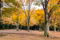 駒沢公園の紅葉,駒沢公園,世田谷区,目黒区,公園,落ち葉,紅葉,自然,植物,木々,秋,黄色,季語,japan,autumn,駒沢オリンピック公園,総合運動場