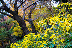 日比谷公園の紅葉,日比谷公園,千代田区,日比谷,公園,紅葉,落ち葉,秋,もみじ,モミジ,いちょう,イチョウ,銀杏,都立公園,霞が関,有楽町,紅葉狩り,季語,japan,autumn