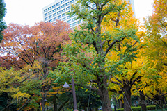 日比谷公園の紅葉,日比谷公園,千代田区,日比谷,公園,紅葉,落ち葉,秋,もみじ,モミジ,いちょう,イチョウ,銀杏,都立公園,霞が関,有楽町,紅葉狩り,季語,japan,autumn