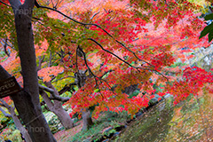 日比谷公園の紅葉,日比谷公園,千代田区,日比谷,公園,紅葉,落ち葉,秋,もみじ,モミジ,いちょう,イチョウ,銀杏,都立公園,霞が関,有楽町,紅葉狩り,季語,japan,autumn