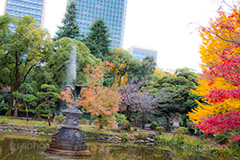 日比谷公園の紅葉,日比谷公園,千代田区,日比谷,公園,紅葉,落ち葉,秋,もみじ,モミジ,いちょう,イチョウ,銀杏,都立公園,霞が関,有楽町,紅葉狩り,季語,噴水,池,japan,autumn