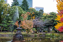 日比谷公園の紅葉,日比谷公園,千代田区,日比谷,公園,紅葉,落ち葉,秋,もみじ,モミジ,いちょう,イチョウ,銀杏,都立公園,霞が関,有楽町,紅葉狩り,季語,噴水,池,japan,autumn