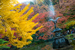 日比谷公園の紅葉,日比谷公園,千代田区,日比谷,公園,紅葉,落ち葉,秋,もみじ,モミジ,いちょう,イチョウ,銀杏,都立公園,霞が関,有楽町,紅葉狩り,季語,噴水,池,japan,autumn