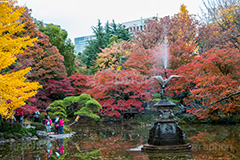 日比谷公園の紅葉,日比谷公園,千代田区,日比谷,公園,紅葉,落ち葉,秋,もみじ,モミジ,いちょう,イチョウ,銀杏,都立公園,霞が関,有楽町,紅葉狩り,季語,噴水,池,japan,autumn