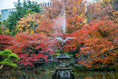 日比谷公園の紅葉,日比谷公園,千代田区,日比谷,公園,紅葉,落ち葉,秋,もみじ,モミジ,いちょう,イチョウ,銀杏,都立公園,霞が関,有楽町,紅葉狩り,季語,噴水,池,japan,autumn