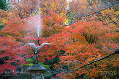 日比谷公園の紅葉,日比谷公園,千代田区,日比谷,公園,紅葉,落ち葉,秋,もみじ,モミジ,いちょう,イチョウ,銀杏,都立公園,霞が関,有楽町,紅葉狩り,季語,噴水,池,japan,autumn