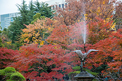 日比谷公園の紅葉,日比谷公園,千代田区,日比谷,公園,紅葉,落ち葉,秋,もみじ,モミジ,いちょう,イチョウ,銀杏,都立公園,霞が関,有楽町,紅葉狩り,季語,噴水,池,japan,autumn