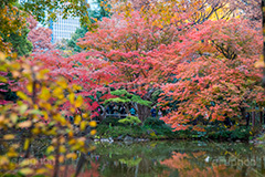 日比谷公園の紅葉,日比谷公園,千代田区,日比谷,公園,紅葉,落ち葉,秋,もみじ,モミジ,いちょう,イチョウ,銀杏,都立公園,霞が関,有楽町,紅葉狩り,季語,池,japan,autumn