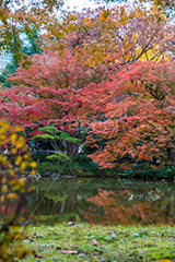 日比谷公園の紅葉,日比谷公園,千代田区,日比谷,公園,紅葉,落ち葉,秋,もみじ,モミジ,いちょう,イチョウ,銀杏,都立公園,霞が関,有楽町,紅葉狩り,季語,池,japan,autumn