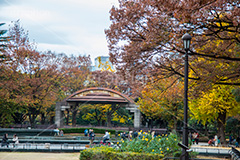 日比谷公園の紅葉,日比谷公園,千代田区,日比谷,公園,紅葉,落ち葉,秋,もみじ,モミジ,いちょう,イチョウ,銀杏,都立公園,霞が関,有楽町,紅葉狩り,季語,japan,autumn