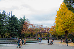 日比谷公園の紅葉,日比谷公園,千代田区,日比谷,公園,紅葉,落ち葉,秋,もみじ,モミジ,いちょう,イチョウ,銀杏,都立公園,霞が関,有楽町,紅葉狩り,季語,japan,autumn