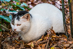 こちらの気配を感じる猫,気配,落ち葉,落葉,くつろぐ,野良猫,のら,野良,ねこ,猫,ネコ,秋,枯葉,枯れ葉,木の葉,cat,感じる