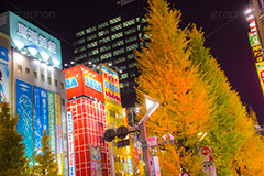 秋葉原のイチョウ並木と夜景,秋葉原,あきば,アキバ,千代田区,電気街,ゲーム,カルチャー,サブカル,文化,おたく,オタク,夜景,紅葉,いちょう,銀杏,イチョウ,並木,ネオン,夜,看板,広告,japan,akiba,neon,game,culture