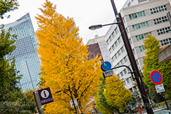 日比谷の銀杏並木,大手町,千代田区,日比谷,紅葉,落ち葉,秋,いちょう,イチョウ,銀杏,japan,autumn,有楽町,並木,通り