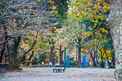 日比谷公園の公園,日比谷公園,千代田区,日比谷,公園,紅葉,落ち葉,秋,もみじ,モミジ,いちょう,イチョウ,銀杏,japan,autumn,都立公園,霞が関,有楽町,遊具,ベンチ,park