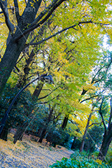 日比谷公園の紅葉,日比谷公園,千代田区,日比谷,公園,紅葉,落ち葉,秋,もみじ,モミジ,いちょう,イチョウ,銀杏,japan,autumn,都立公園,霞が関,有楽町,紅葉狩り,季語