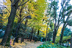 日比谷公園の紅葉,日比谷公園,千代田区,日比谷,公園,紅葉,落ち葉,秋,もみじ,モミジ,いちょう,イチョウ,銀杏,japan,autumn,都立公園,霞が関,有楽町,紅葉狩り,季語