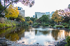 日比谷公園の紅葉,日比谷公園,千代田区,日比谷,公園,紅葉,落ち葉,秋,もみじ,モミジ,いちょう,イチョウ,銀杏,japan,autumn,都立公園,霞が関,有楽町,紅葉狩り,季語