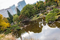 日比谷公園の紅葉,日比谷公園,千代田区,日比谷,公園,紅葉,落ち葉,秋,もみじ,モミジ,いちょう,イチョウ,銀杏,japan,autumn,都立公園,霞が関,有楽町,紅葉狩り,季語