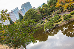 日比谷公園の紅葉,日比谷公園,千代田区,日比谷,公園,紅葉,落ち葉,秋,もみじ,モミジ,いちょう,イチョウ,銀杏,japan,autumn,都立公園,霞が関,有楽町,紅葉狩り,季語