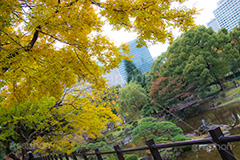 日比谷公園の紅葉,日比谷公園,千代田区,日比谷,公園,紅葉,落ち葉,秋,もみじ,モミジ,いちょう,イチョウ,銀杏,japan,autumn,都立公園,霞が関,有楽町,紅葉狩り,季語