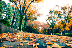 秋の駒沢公園(ヴィンテージ),トイカメラ撮影,トイカメラ,ヴィンテージ,ビンテージ,レトロ,お洒落,おしゃれ,オシャレ,味わい,トンネル効果,秋