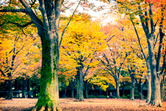 秋の駒沢公園(ヴィンテージ),トイカメラ撮影,トイカメラ,ヴィンテージ,ビンテージ,レトロ,お洒落,おしゃれ,オシャレ,味わい,トンネル効果,公園