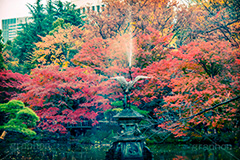 日比谷公園の庭園(ヴィンテージ),トイカメラ撮影,トイカメラ,ヴィンテージ,ビンテージ,レトロ,お洒落,おしゃれ,オシャレ,味わい,トンネル効果,池