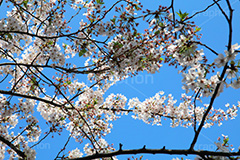 青空と桜,桜,ソメイヨシノ,そめいよしの,さくら,サクラ,花見,お花見,花,お花,フラワー,はな,flower,綺麗,きれい,キレイ,満開,咲,春,blossom,japan