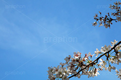 青空と桜,桜,ソメイヨシノ,そめいよしの,さくら,サクラ,花見,お花見,花,お花,フラワー,はな,flower,綺麗,きれい,キレイ,満開,咲,春,blossom,japan