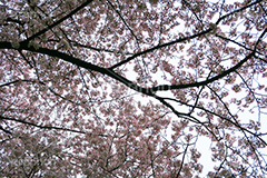 川越水上公園の桜,桜,ソメイヨシノ,そめいよしの,さくら,サクラ,花見,お花見,花より団子,花,お花,フラワー,はな,綺麗,きれい,キレイ,満開,咲,春,公園,水上公園,埼玉,川越水上公園,川越,blossom,japan,flower,park