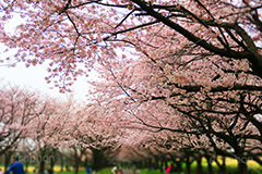 川越水上公園の桜,桜,ソメイヨシノ,そめいよしの,さくら,サクラ,花見,お花見,花より団子,花,お花,フラワー,はな,綺麗,きれい,キレイ,満開,咲,春,公園,水上公園,埼玉,川越水上公園,川越,blossom,japan,flower,park