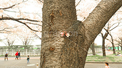 幹から桜の花！？,桜,ソメイヨシノ,そめいよしの,さくら,サクラ,花見,お花見,花より団子,花,お花,フラワー,はな,綺麗,きれい,キレイ,満開,咲,春,公園,水上公園,埼玉,川越水上公園,川越,ワイド撮影,blossom,japan,flower,park