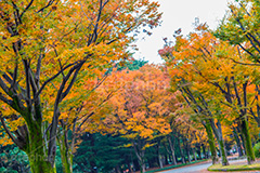 駒沢公園の紅葉,駒沢公園,世田谷区,目黒区,公園,落ち葉,紅葉,自然,植物,木々,秋,オレンジ,黄色,季語,japan,autumn,駒沢オリンピック公園,総合運動場