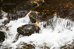 川の流れ,川,川原,河原,流れ,かわ,自然,水面,波紋,水,透,テクスチャ,テクスチャ―,自然,水系,泡,texture,bubble,river