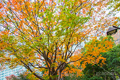 日比谷公園の紅葉,日比谷公園,千代田区,日比谷,公園,紅葉,落ち葉,秋,もみじ,モミジ,かえで,楓,都立公園,霞が関,有楽町,紅葉狩り,季語,japan,autumn