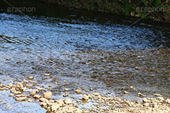 川の流れ,川,川原,河原,流れ,かわ,自然,水面,自然,多摩川,river