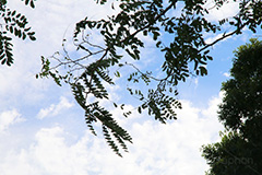 木々と青空,木々,木,自然,空,青空,雲,ナチュラル,natural,sky,空/雲,空/天気