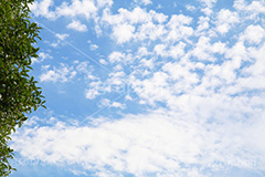 木々と青空,木々,木,自然,空,青空,雲,ナチュラル,空/雲,空/天気,natural,sky