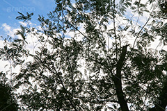 木々と青空,木々,木,自然,空,青空,雲,ナチュラル,空/雲,空/天気,natural,sky